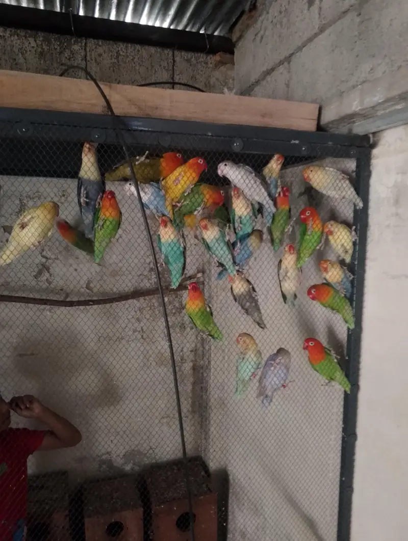 Love Birds for sale — photo 5