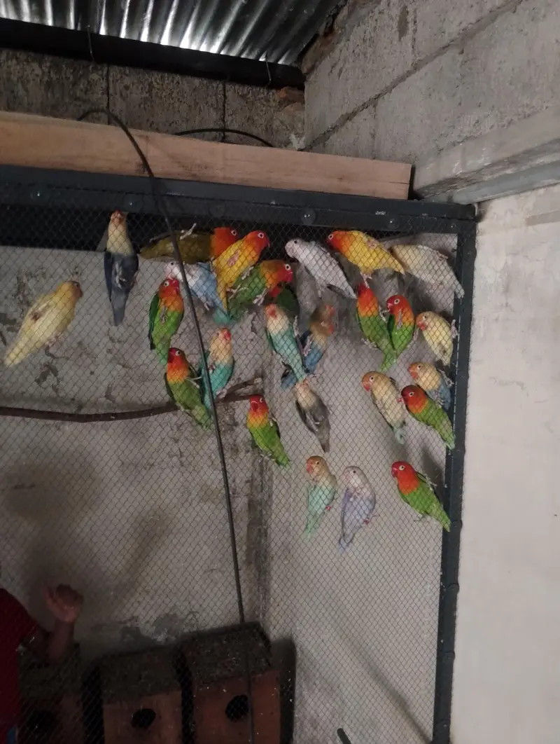 Love Birds for sale — photo 6