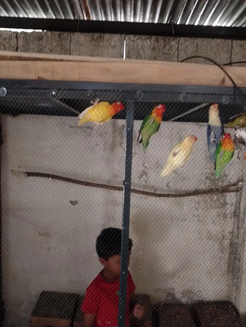 Love Birds for sale — photo 7