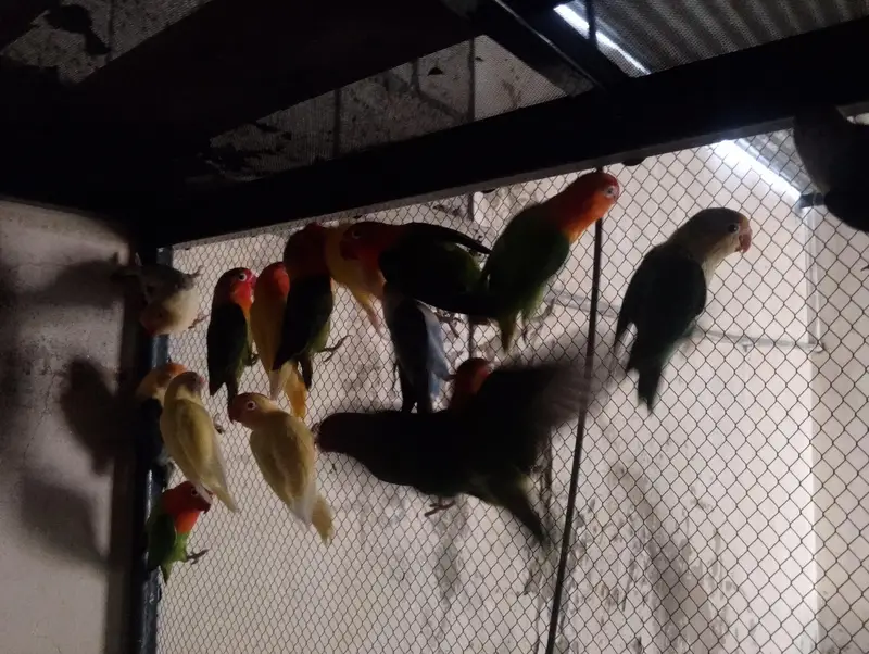 Love Birds for sale — photo 9