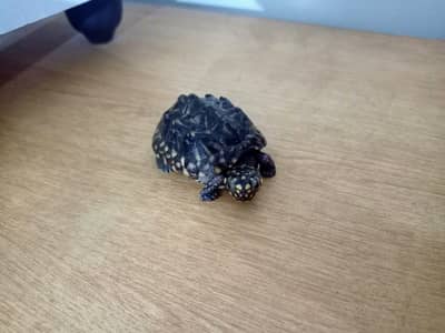 BABY BLACK POND TURTLE WITH TANK, HEATER AND FOOD