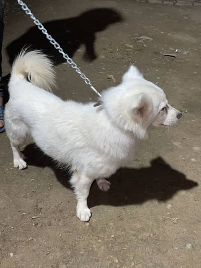 Russian dog male