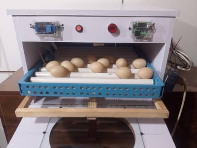 80 eggs automatic incubator