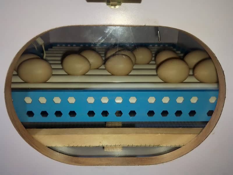 80 eggs automatic incubator 3