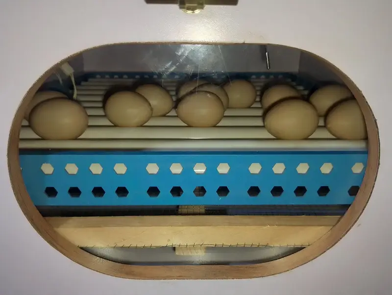 80 eggs automatic incubator — photo 4