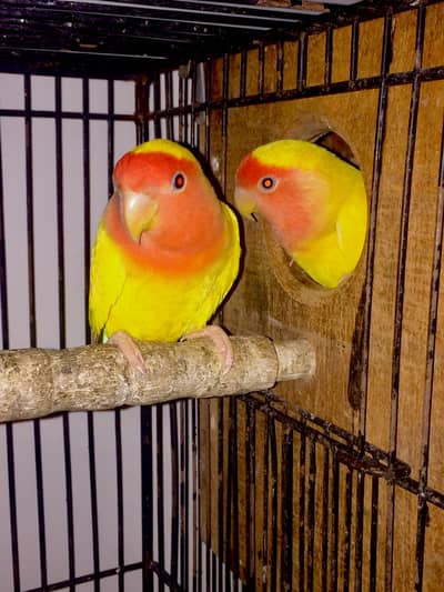 love birds breeder pairs