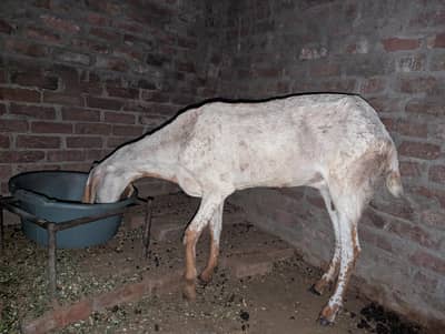 pure makki cheni bakri 8 dant