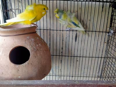 budgies hogoromo and rainbow
