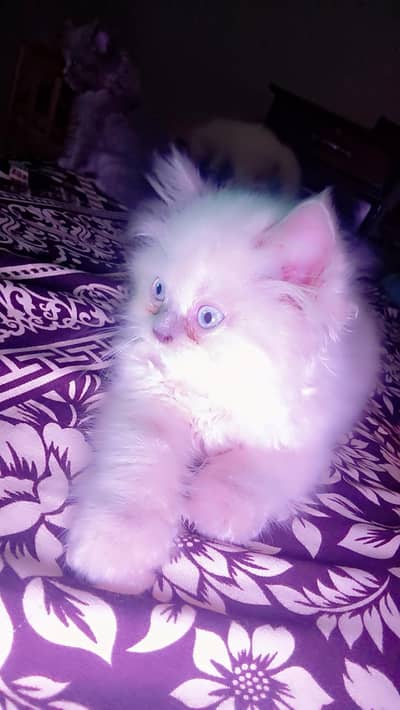 cats for sell