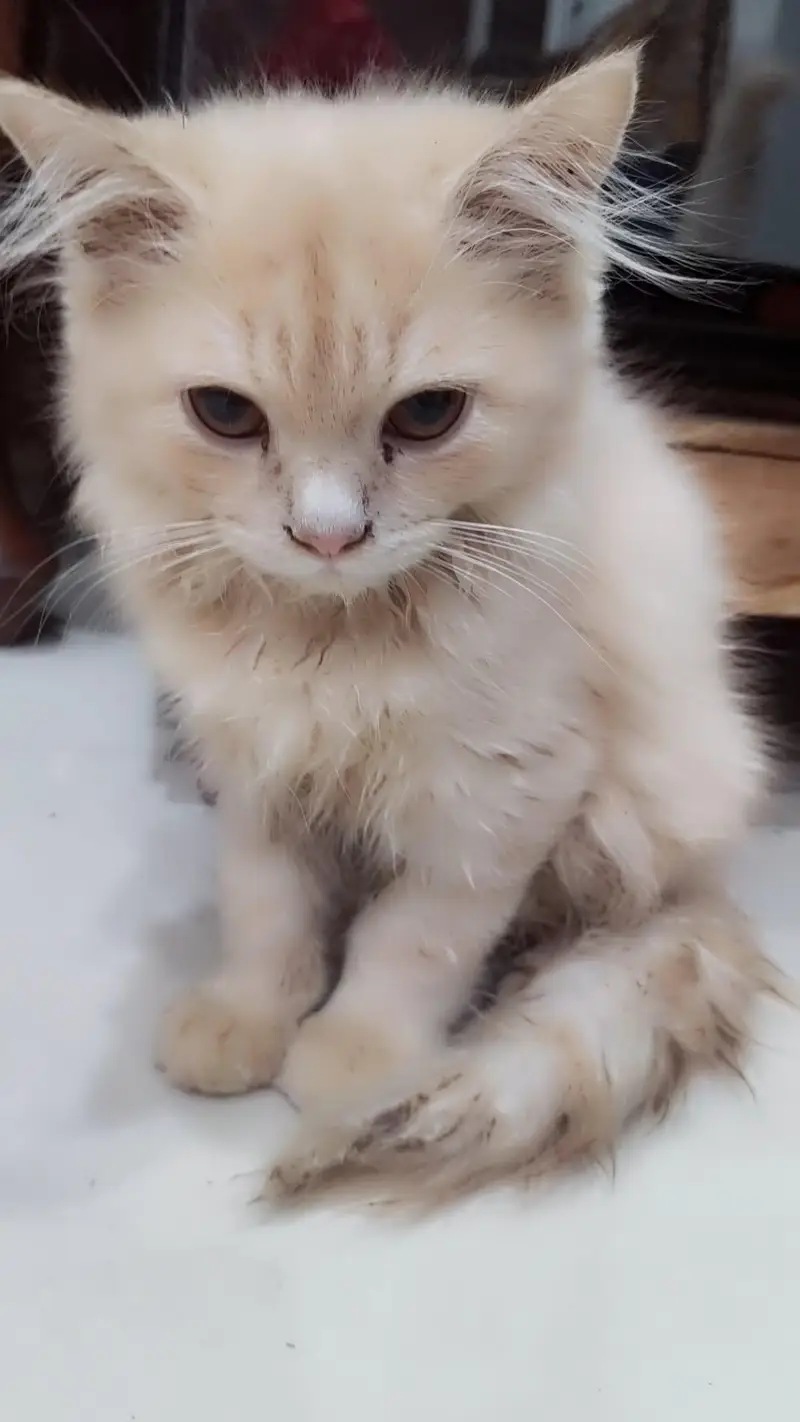 cats for sell — photo 2
