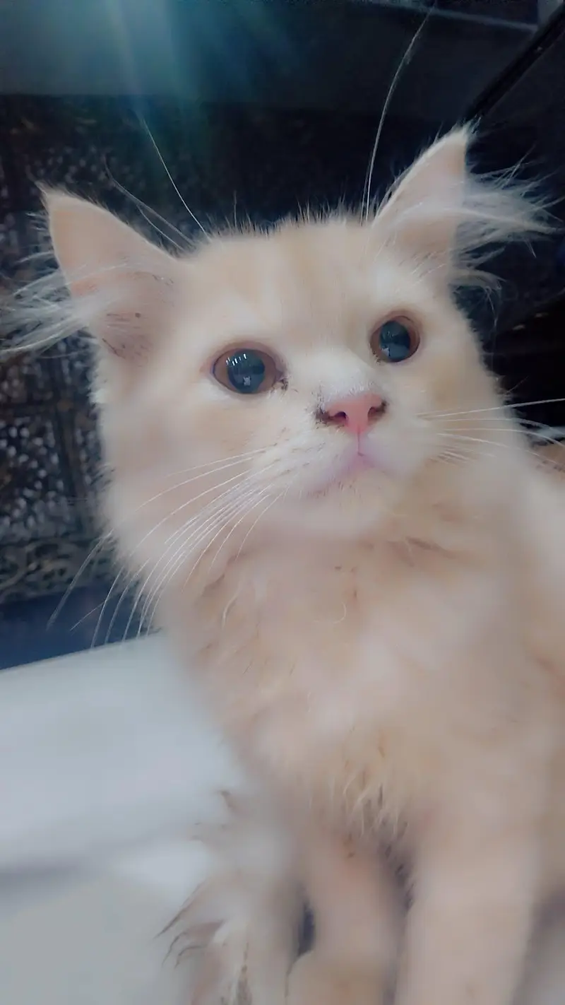cats for sell — photo 3