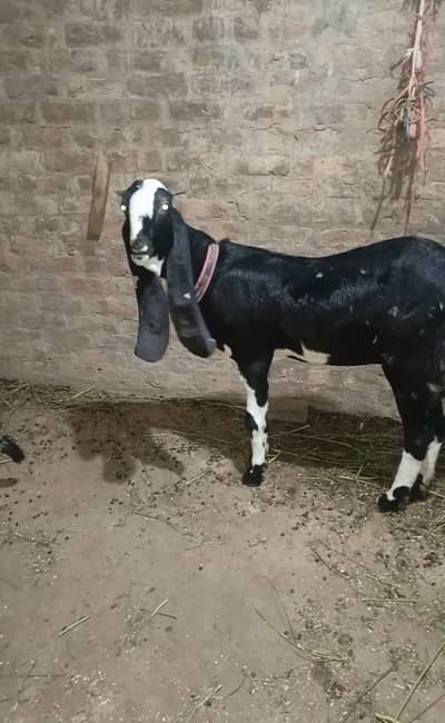 2 dant Punjab female lagi vi
