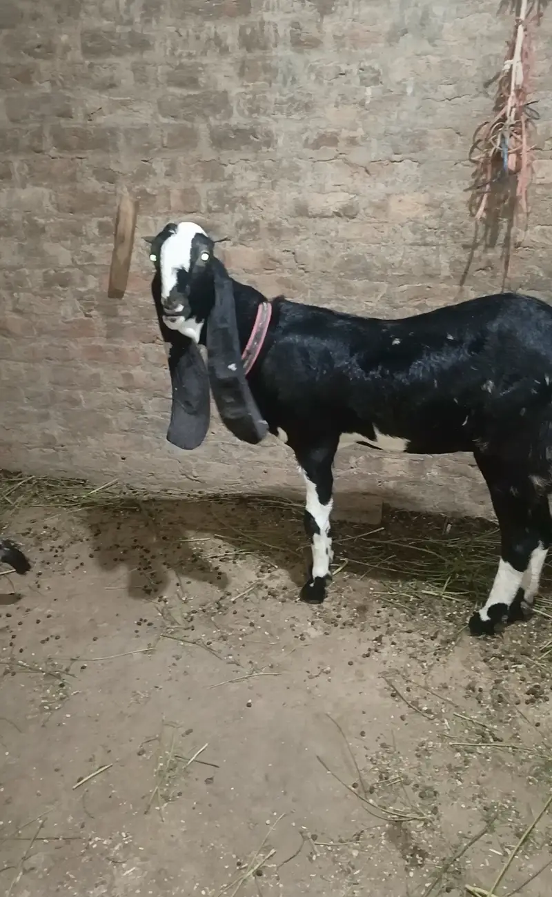 2 dant Punjab female lagi vi — photo 2