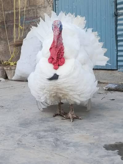 Turkey Hens