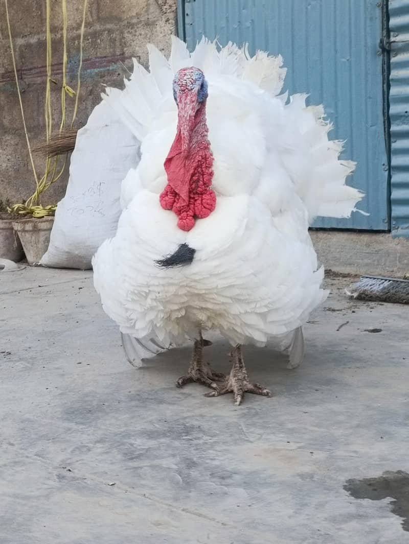 Turkey Hens 0
