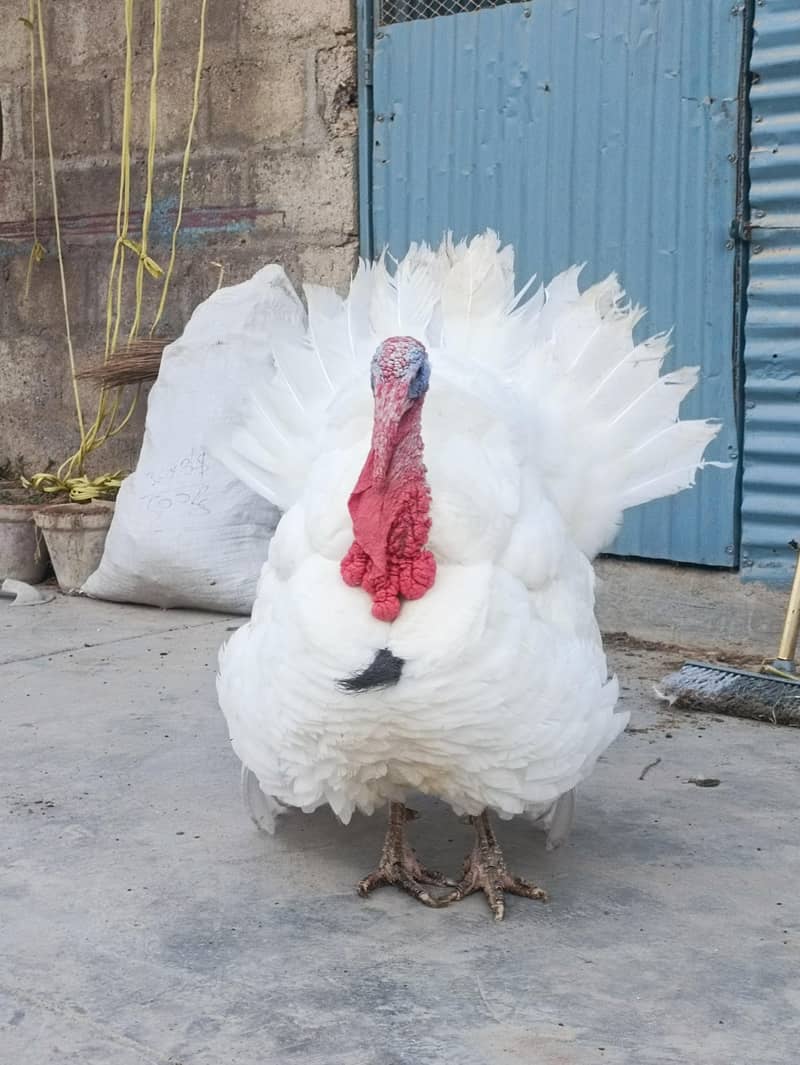 Turkey Hens 1