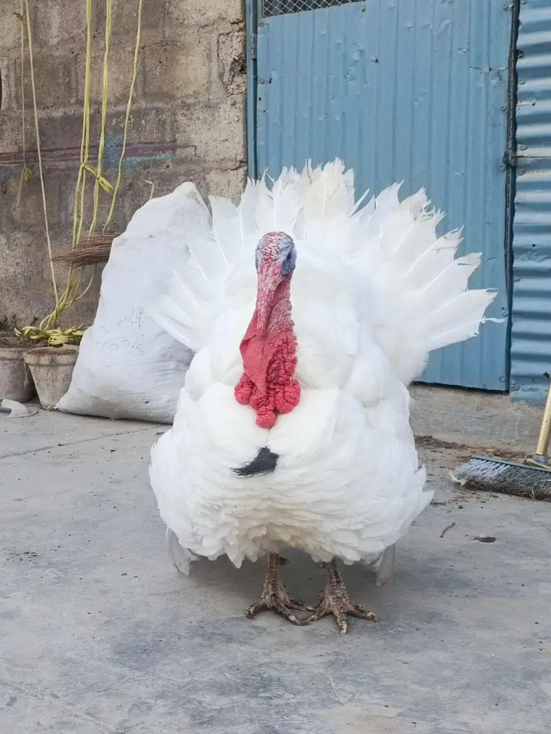 Turkey Hens — photo 2