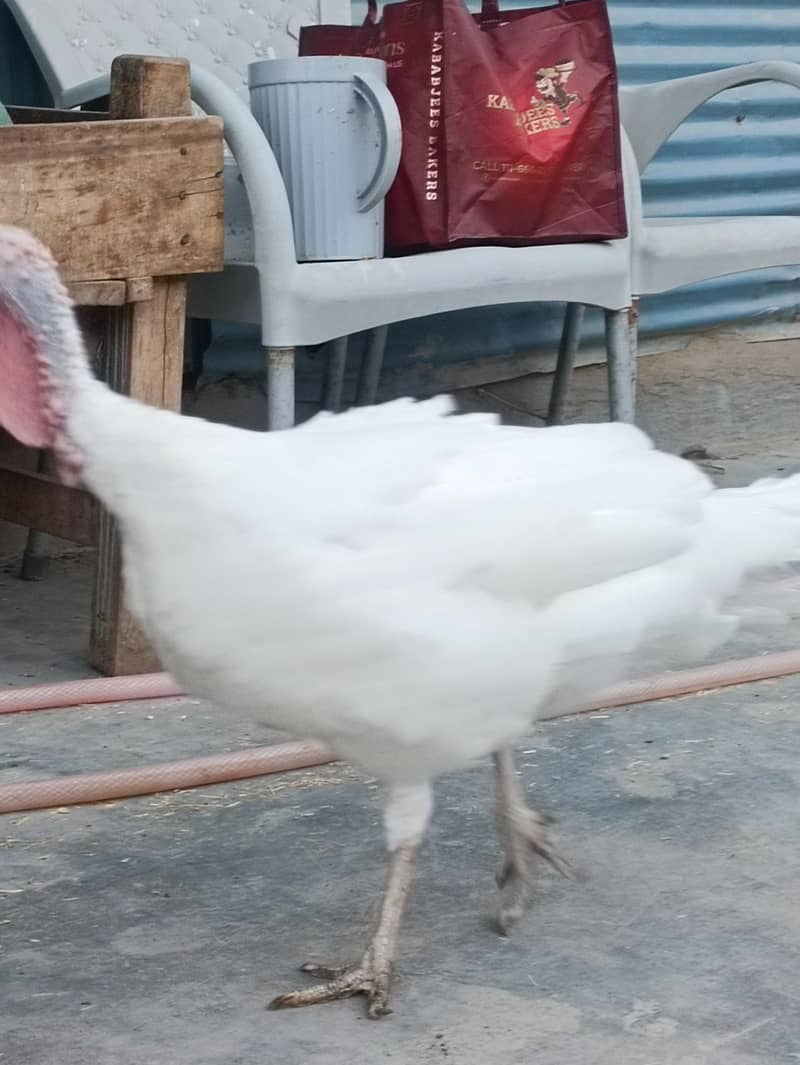 Turkey Hens 3