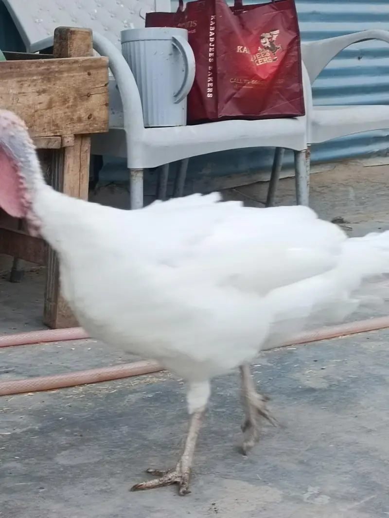 Turkey Hens — photo 4