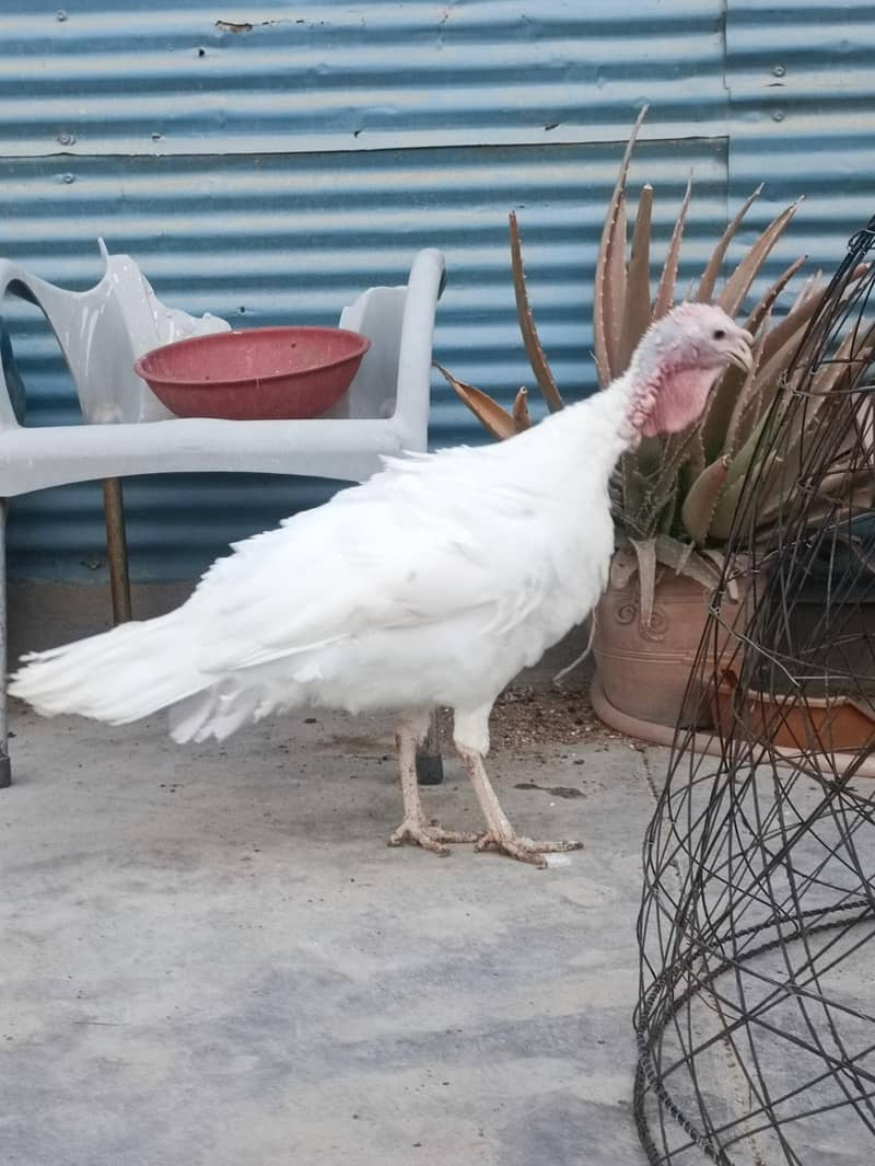 Turkey Hens 4