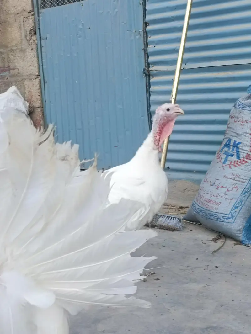 Turkey Hens — photo 6