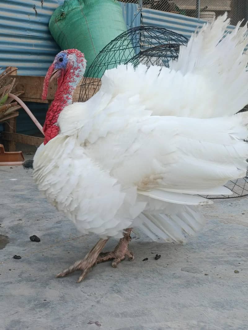 Turkey Hens 6