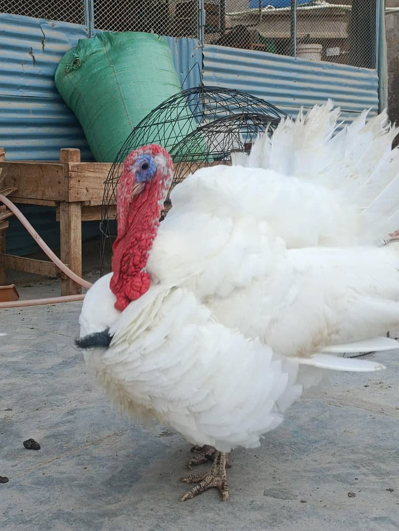 Turkey Hens 7