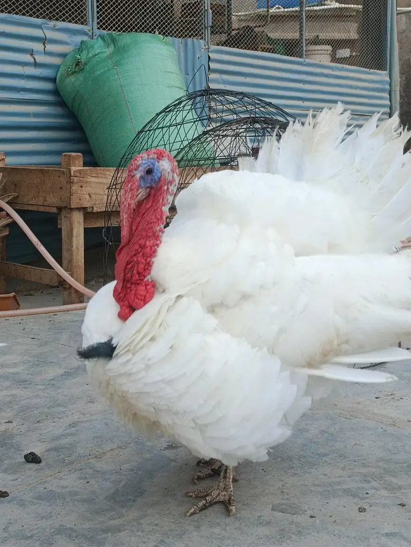 Turkey Hens — photo 8