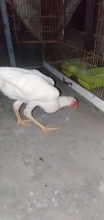 shamo Breed