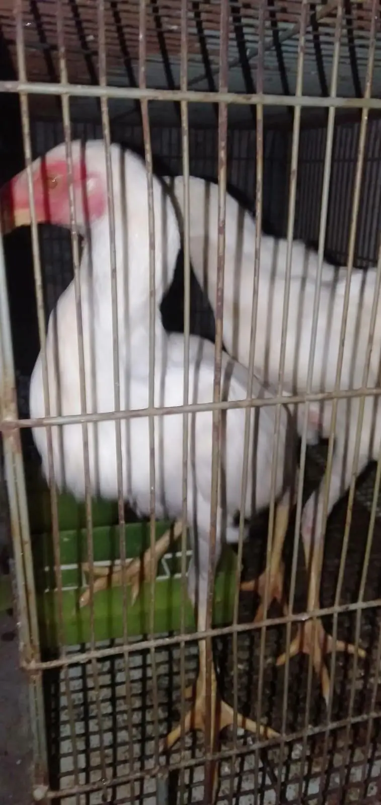 shamo Breed — photo 3