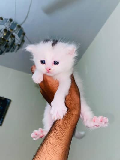 Persian Kittens For Sale