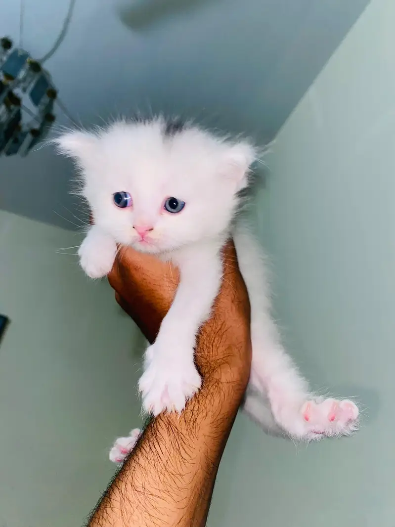 Persian Kittens For Sale — photo 2