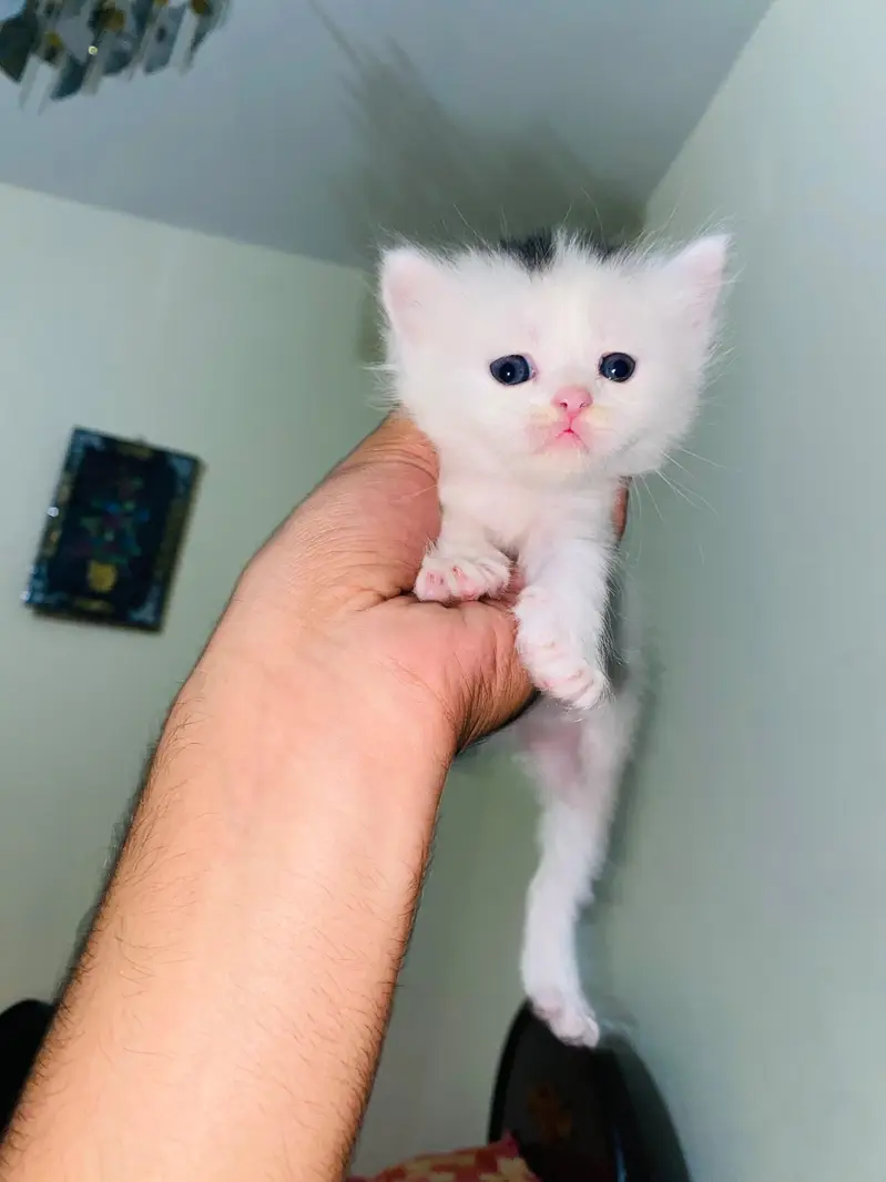 Persian Kittens For Sale — photo 3