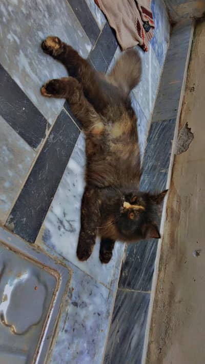 triple coated cat for sale