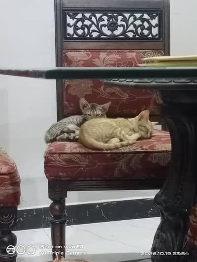 kindly adopt 2 kitten's