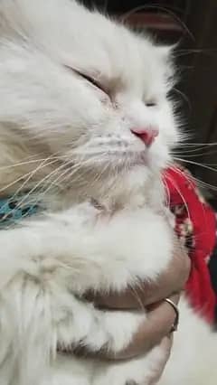 persian cat odd eye