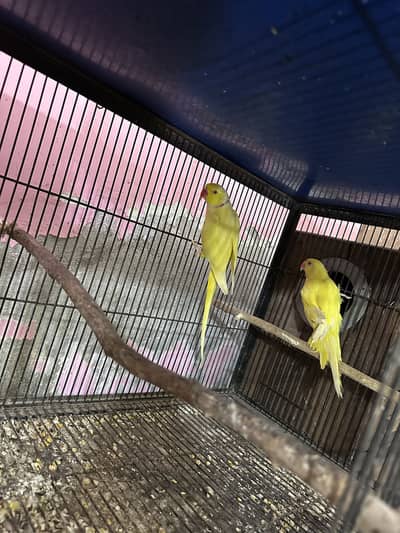 Black face and exibition and yellow breeder pair