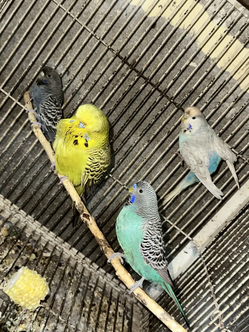 Black face and exibition and yellow breeder pair — photo 3