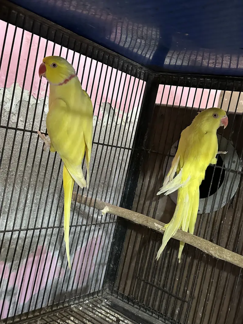Black face and exibition and yellow breeder pair — photo 4