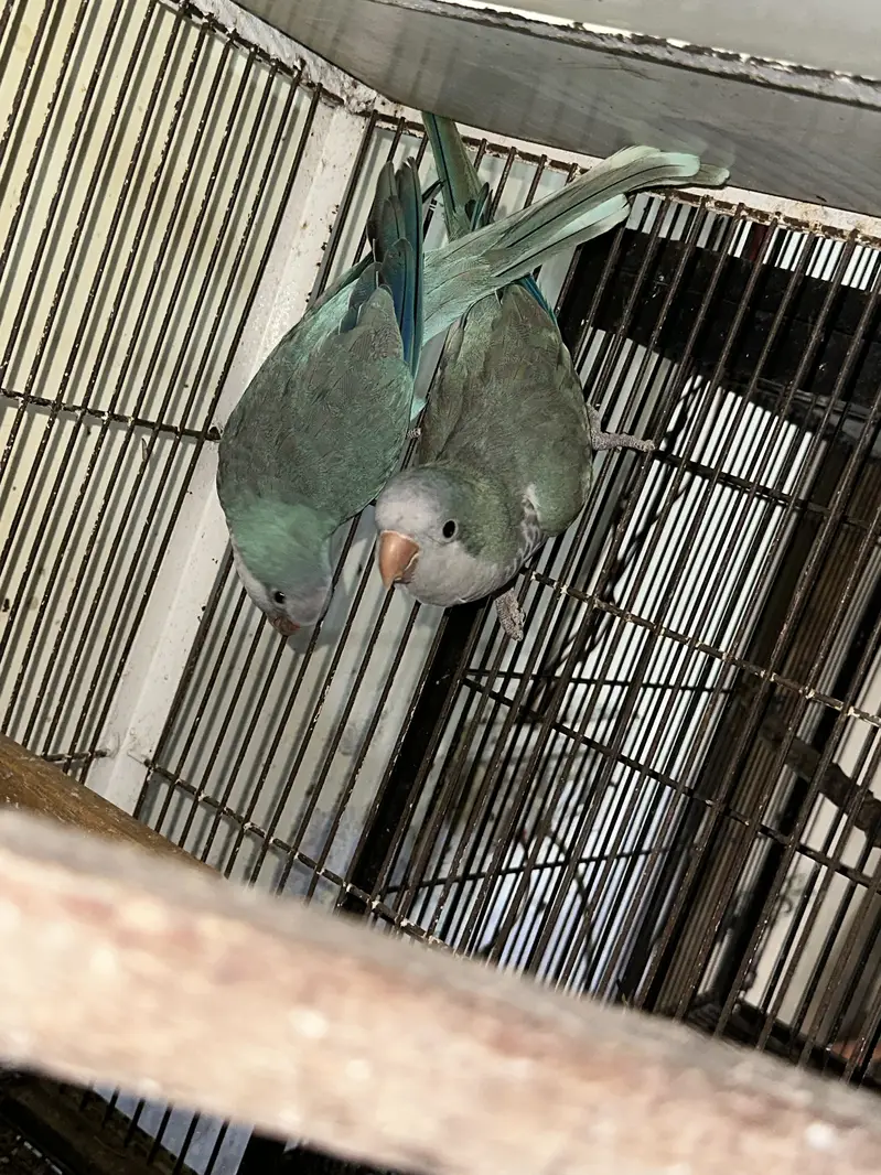 Black face and exibition and yellow breeder pair — photo 5
