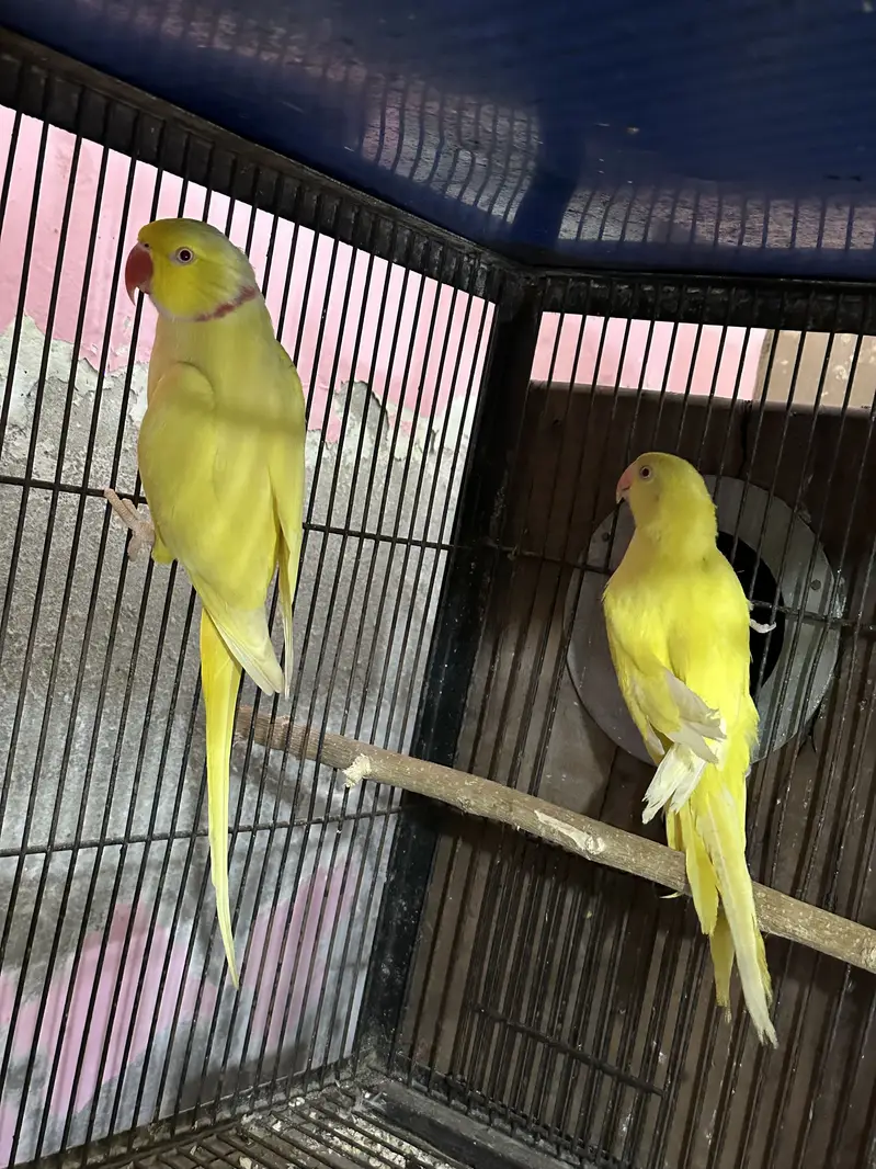Black face and exibition and yellow breeder pair — photo 7