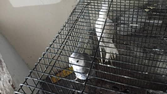 Birds For Urgent Sale With Cage