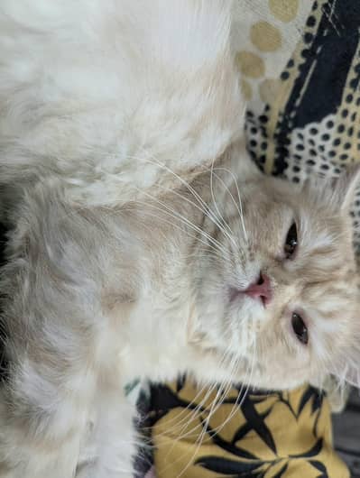 Triple layer Persian cat (liter trained) urgent sale
