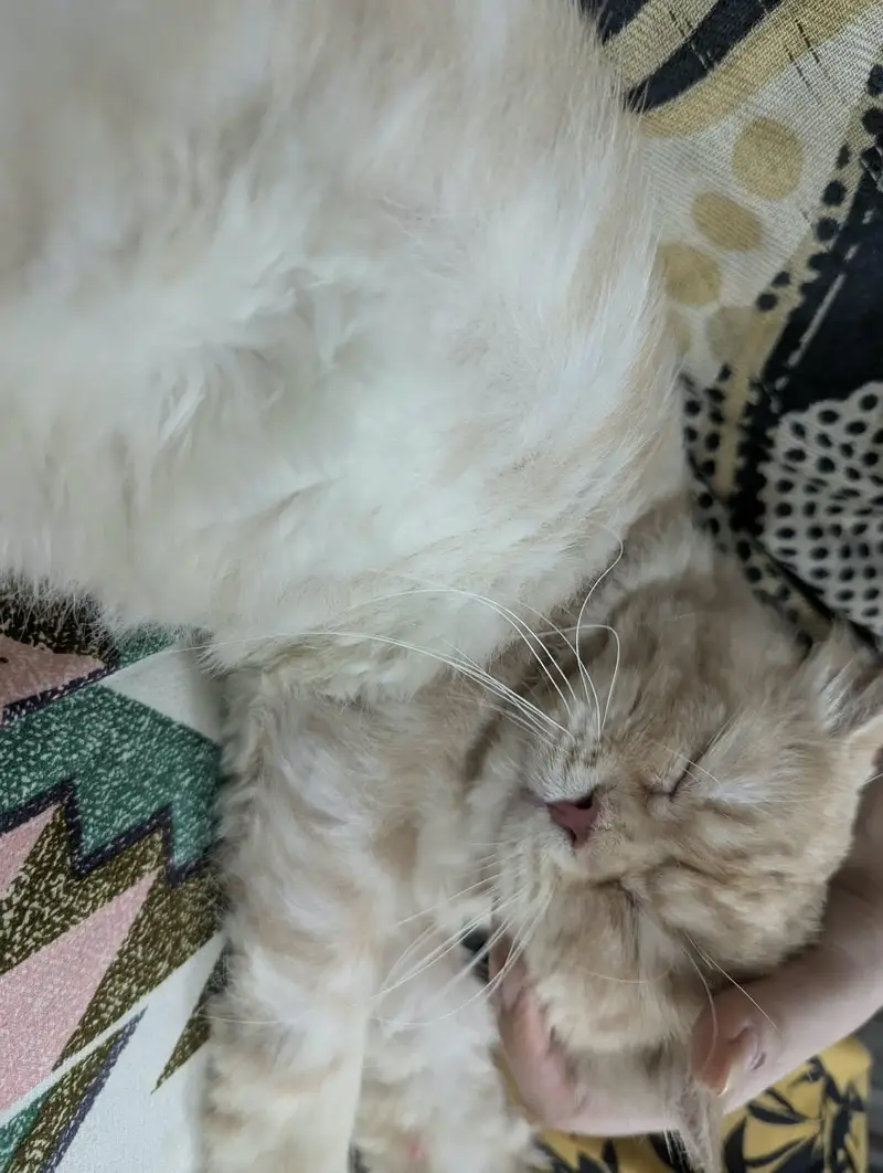 Triple layer Persian cat (liter trained) urgent sale — photo 2