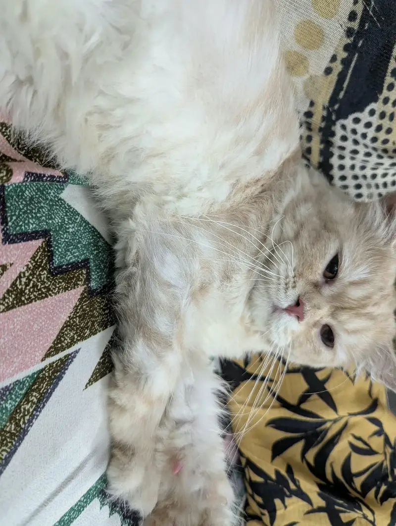 Triple layer Persian cat (liter trained) urgent sale — photo 3
