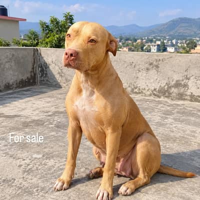 Pitbull Terier Female healthy for sale