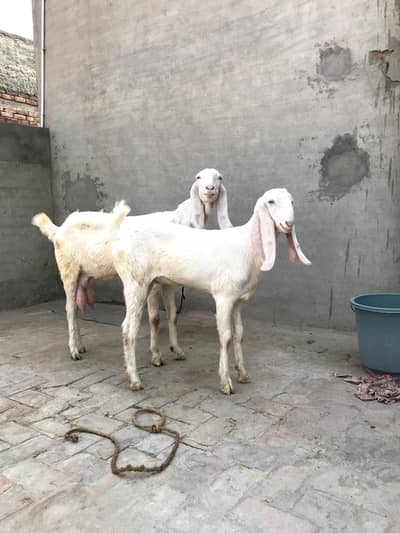 Beautiful Rajanpuri Goat with Female Young Baby
