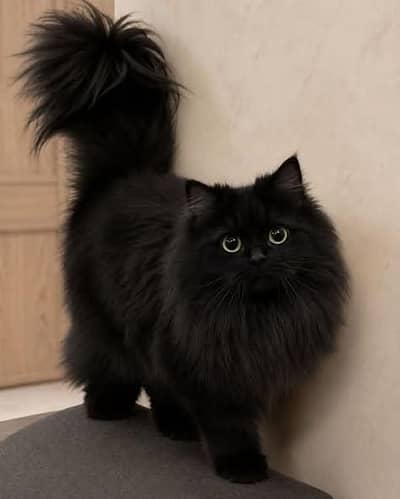 black ragamuffin cat
