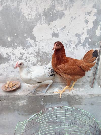 mrugiyan pathiyan 03094966802 whatsapp