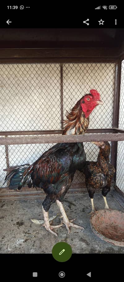 mash Allah healthy and active for sale
